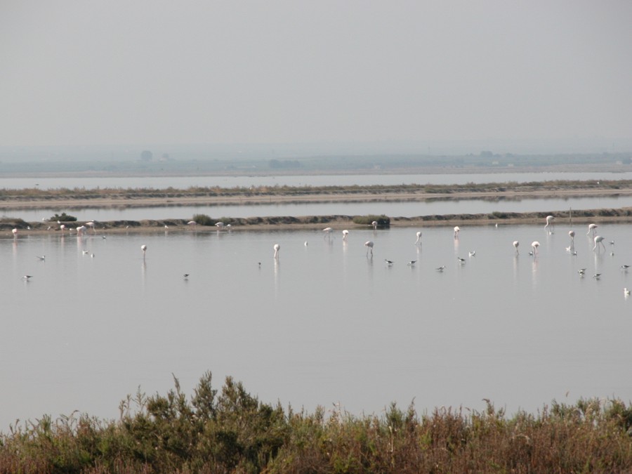 Margherita di Savoia