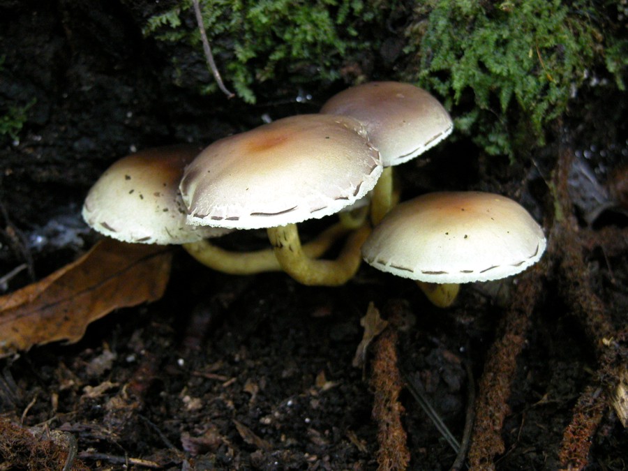 Hypholoma fasciculare. Tossico.