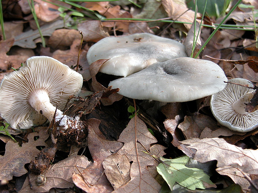 Clitocybe odora.