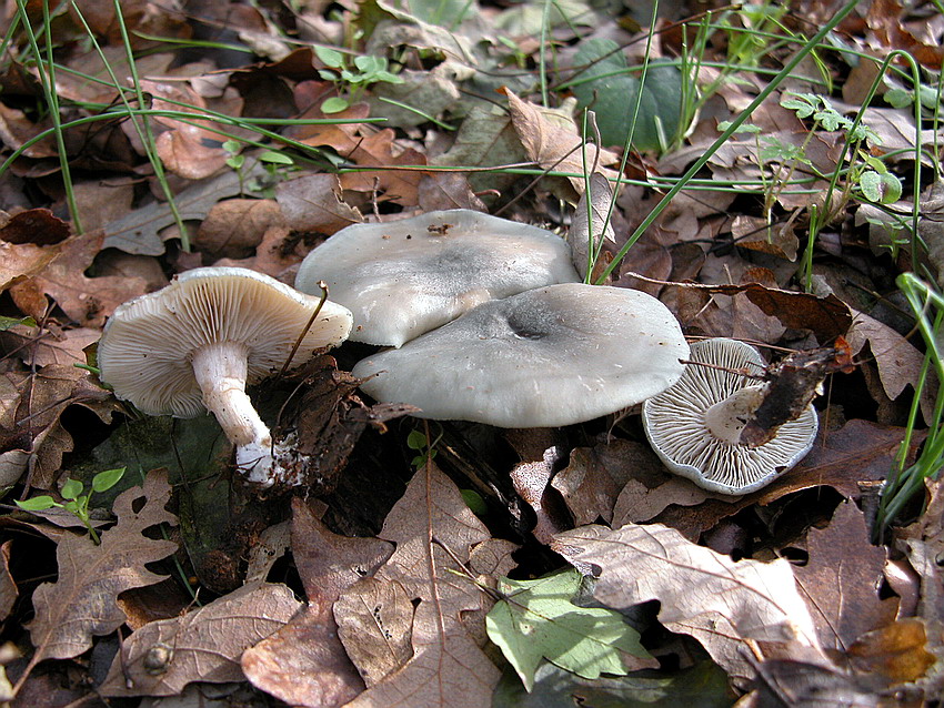 Clitocybe odora.