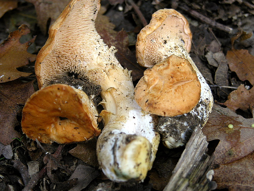 Alcuni ritrovamenti del 29/11