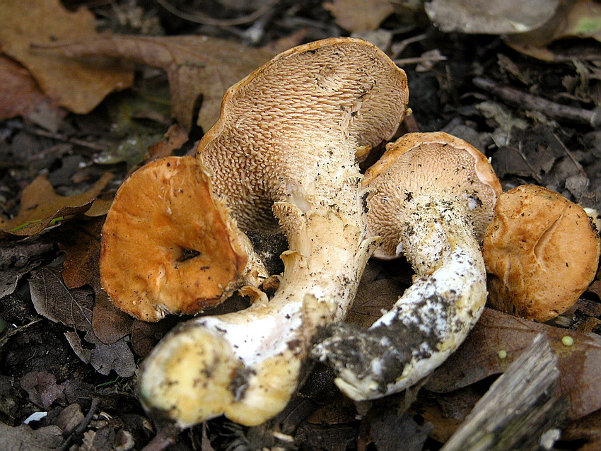 Alcuni ritrovamenti del 29/11