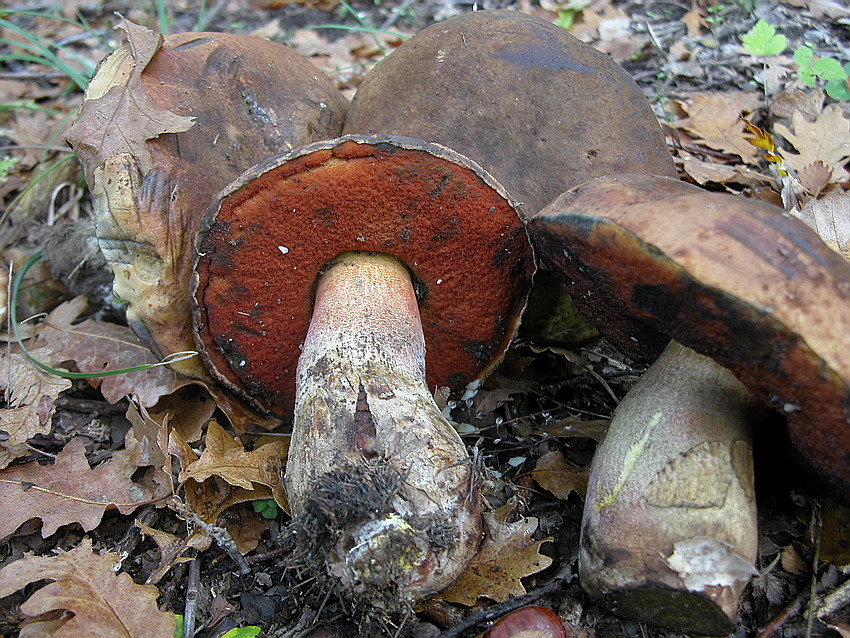 Alcuni ritrovamenti del 29/11