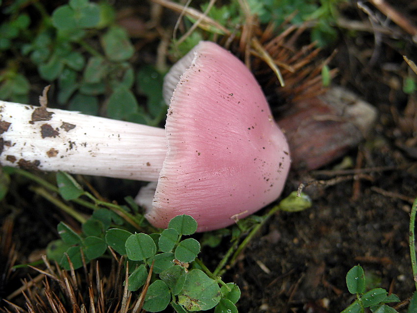 Alcuni ritrovamenti del 29/11