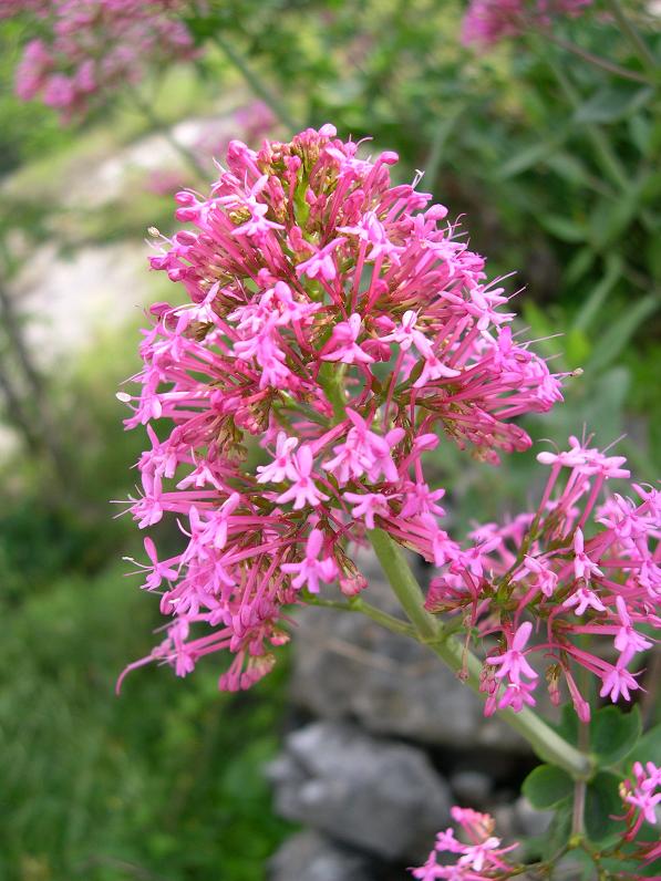 Centranthus ruber / Valeriana rossa