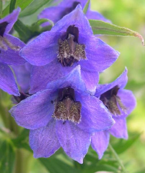 Delphinium dubium / Speronella alpina