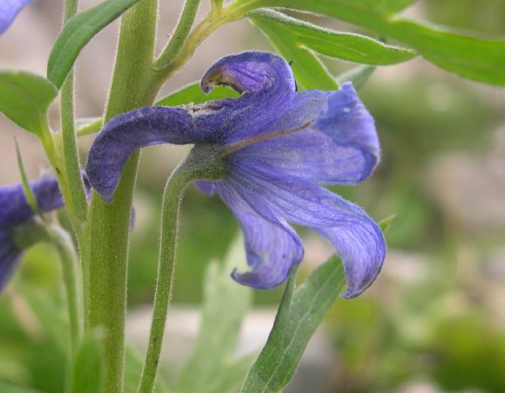 Delphinium dubium / Speronella alpina