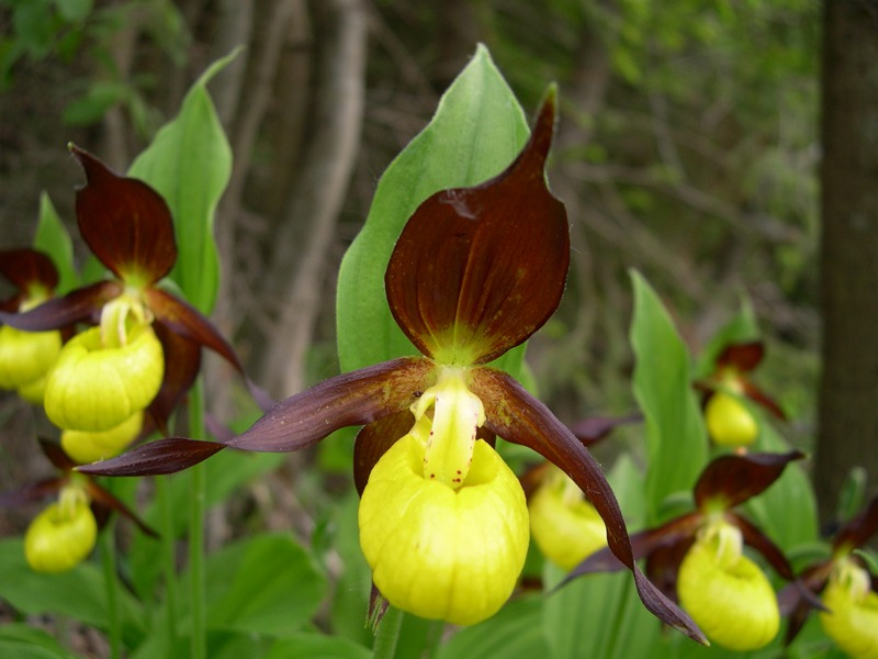 Cypripedium calceolus L.