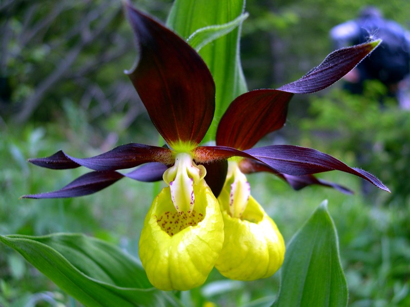 Cypripedium calceolus L.