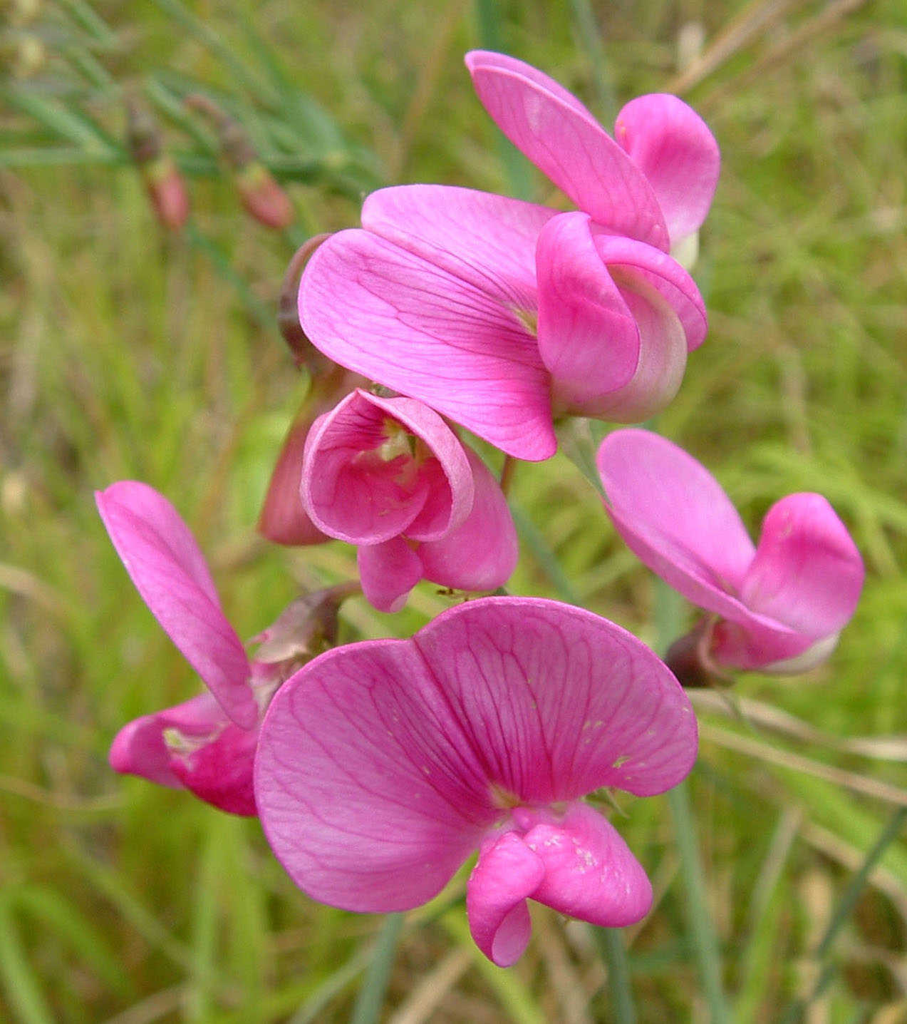 Lathyrus latifolius /  Cicerchia a foglie larghe