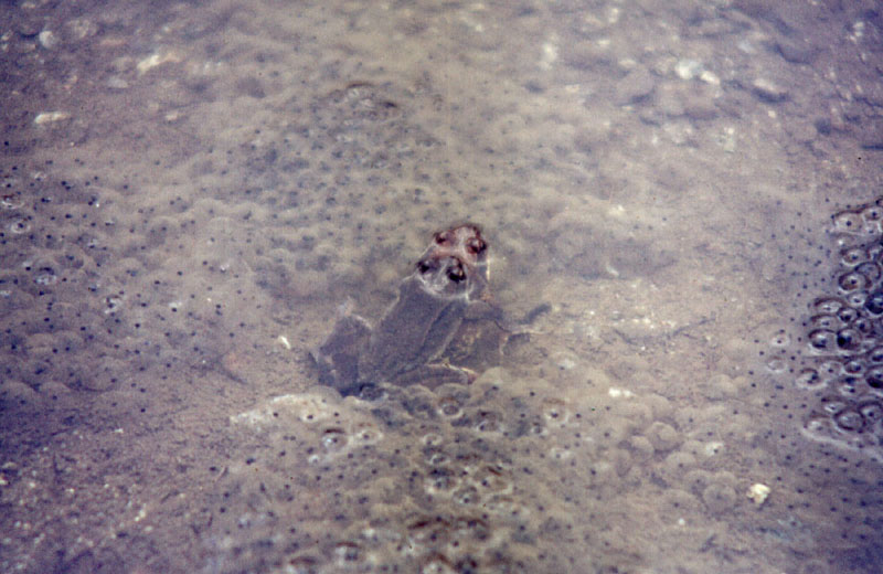 Rana temporaria in accoppiamento