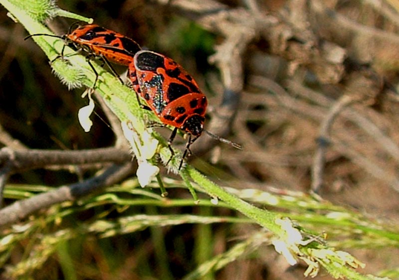 Piezodorus lituratus e Eurydema ornata