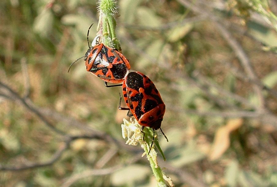 Piezodorus lituratus e Eurydema ornata