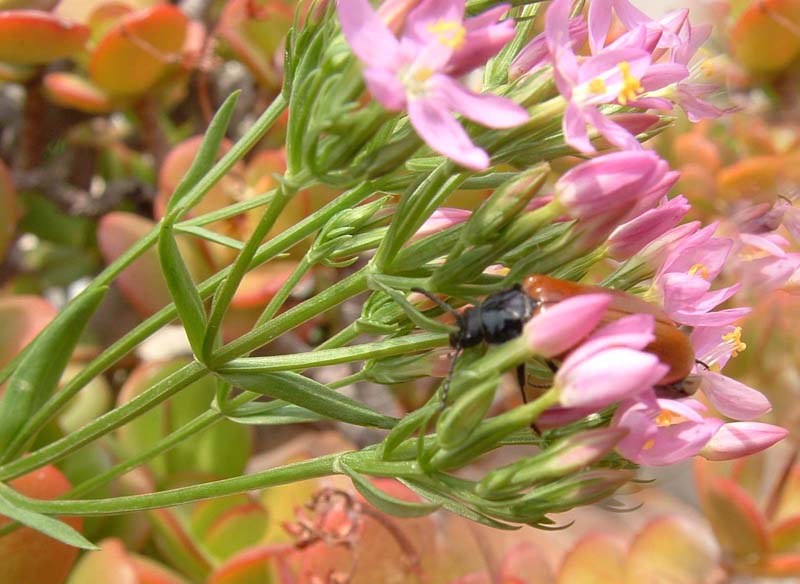 Nigella arvensis e Centaurium erythraea