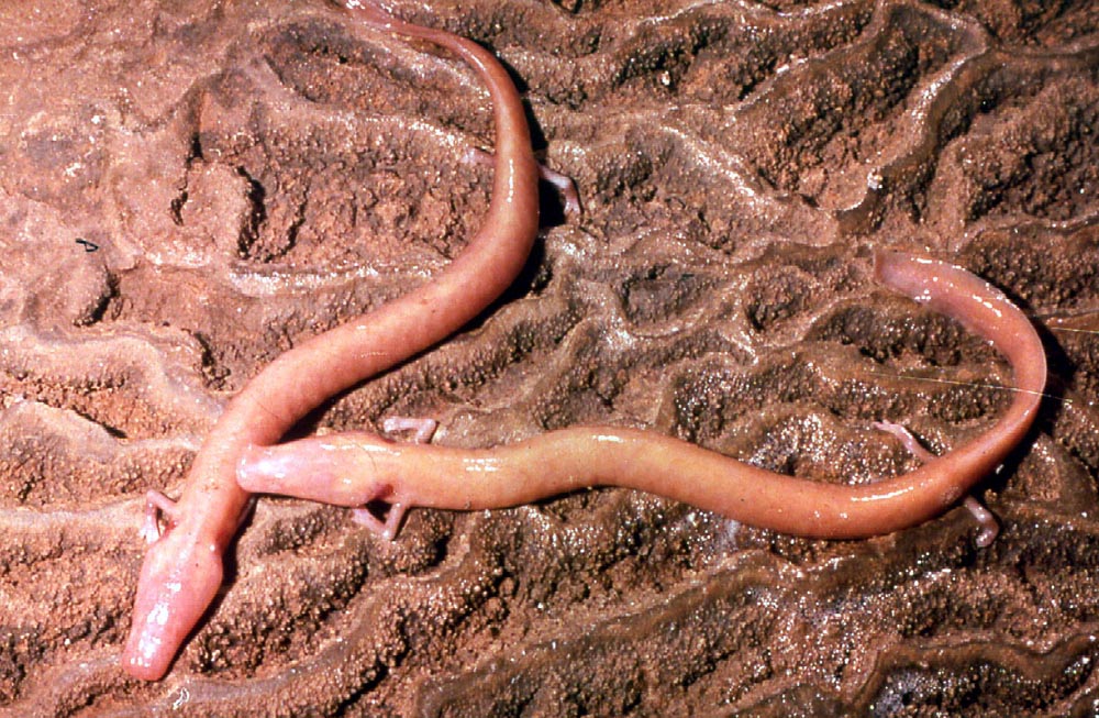 Proteus anguinus (Proteidae)  e Euproctus montanus (Salamandridae)