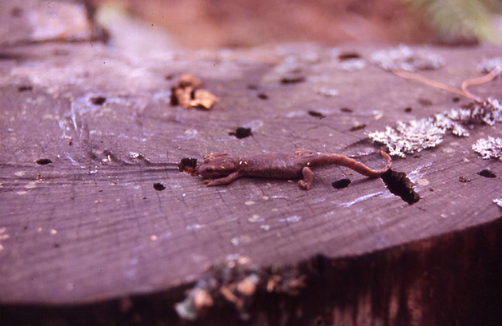 Proteus anguinus (Proteidae)  e Euproctus montanus (Salamandridae)