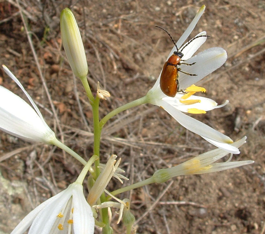 Anthaxia hungarica, Tettigonia sp.