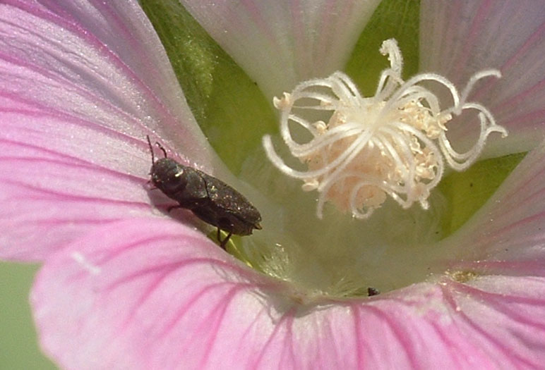 Stenurella e Anastrangalia, Trichodes alvearius