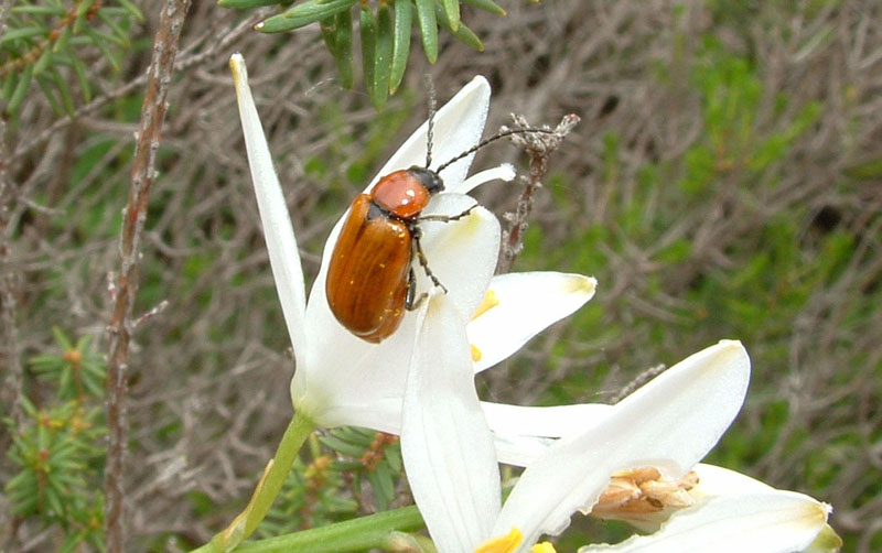 Stenurella e Anastrangalia, Trichodes alvearius