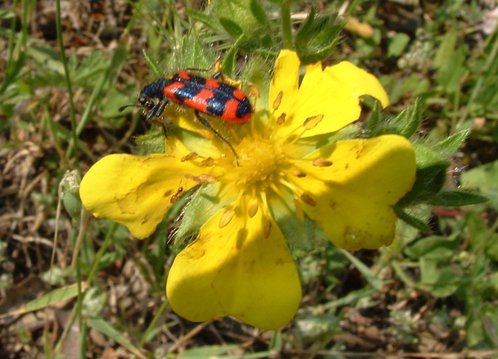 Stenurella e Anastrangalia, Trichodes alvearius