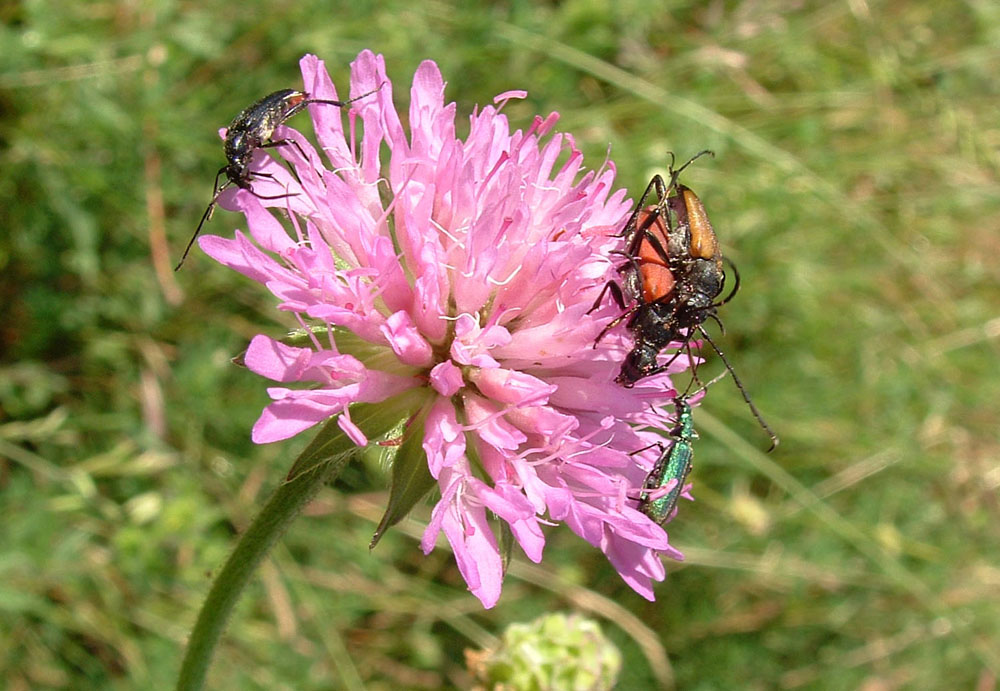 Stenurella e Anastrangalia, Trichodes alvearius