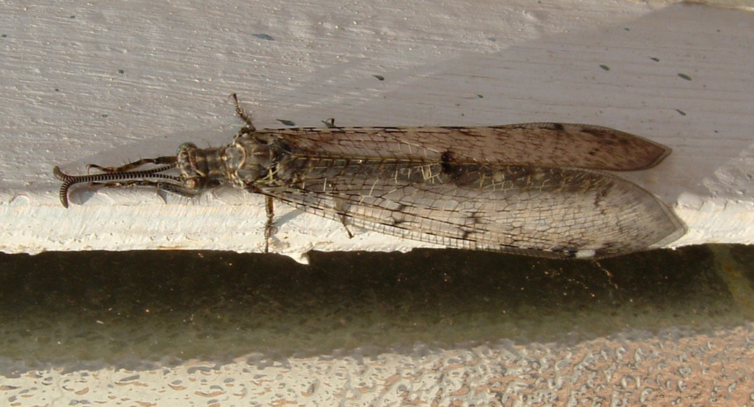 Chlorophorus trifasciatus e Distoleon tetragrammicus