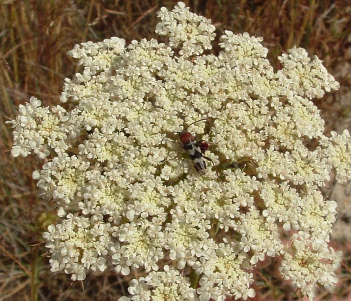 Chlorophorus trifasciatus e Distoleon tetragrammicus