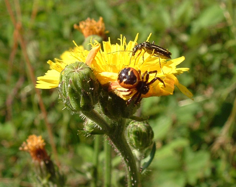 Chlorophorus trifasciatus e Distoleon tetragrammicus