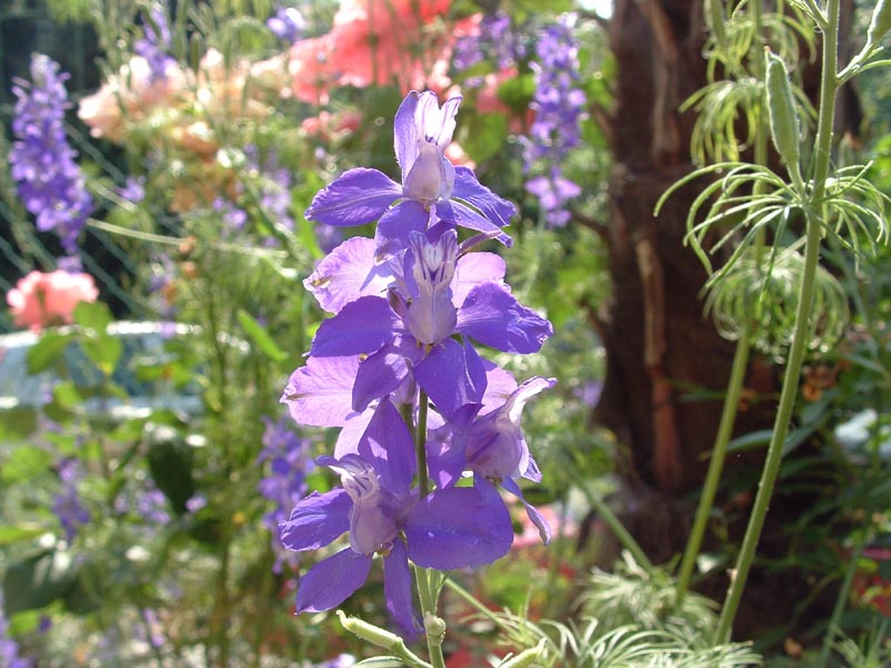 Borragine, lonicera e?