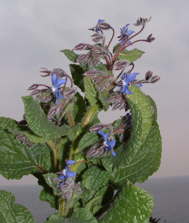 Borragine, lonicera e?