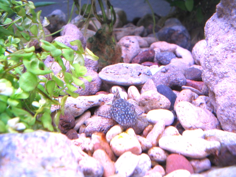 pesce pulitore e cefali