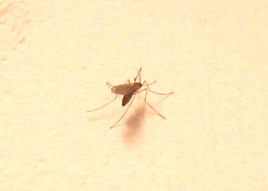 Pappatacio e Sciaridae