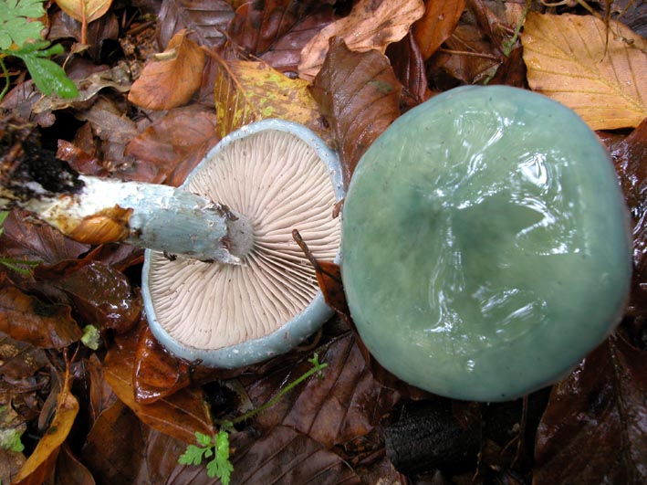 Mattinata sul Pian Piccolo