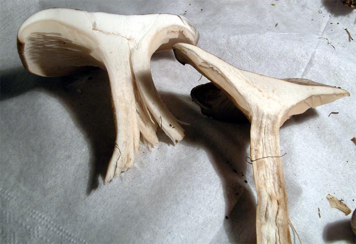 Mattinata sul Pian Piccolo