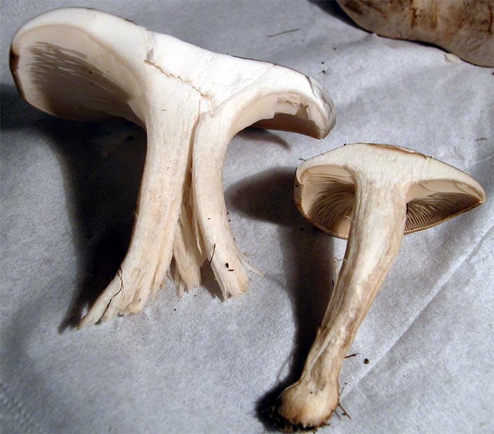 Mattinata sul Pian Piccolo