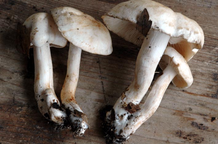 Fungo bianco da determinare