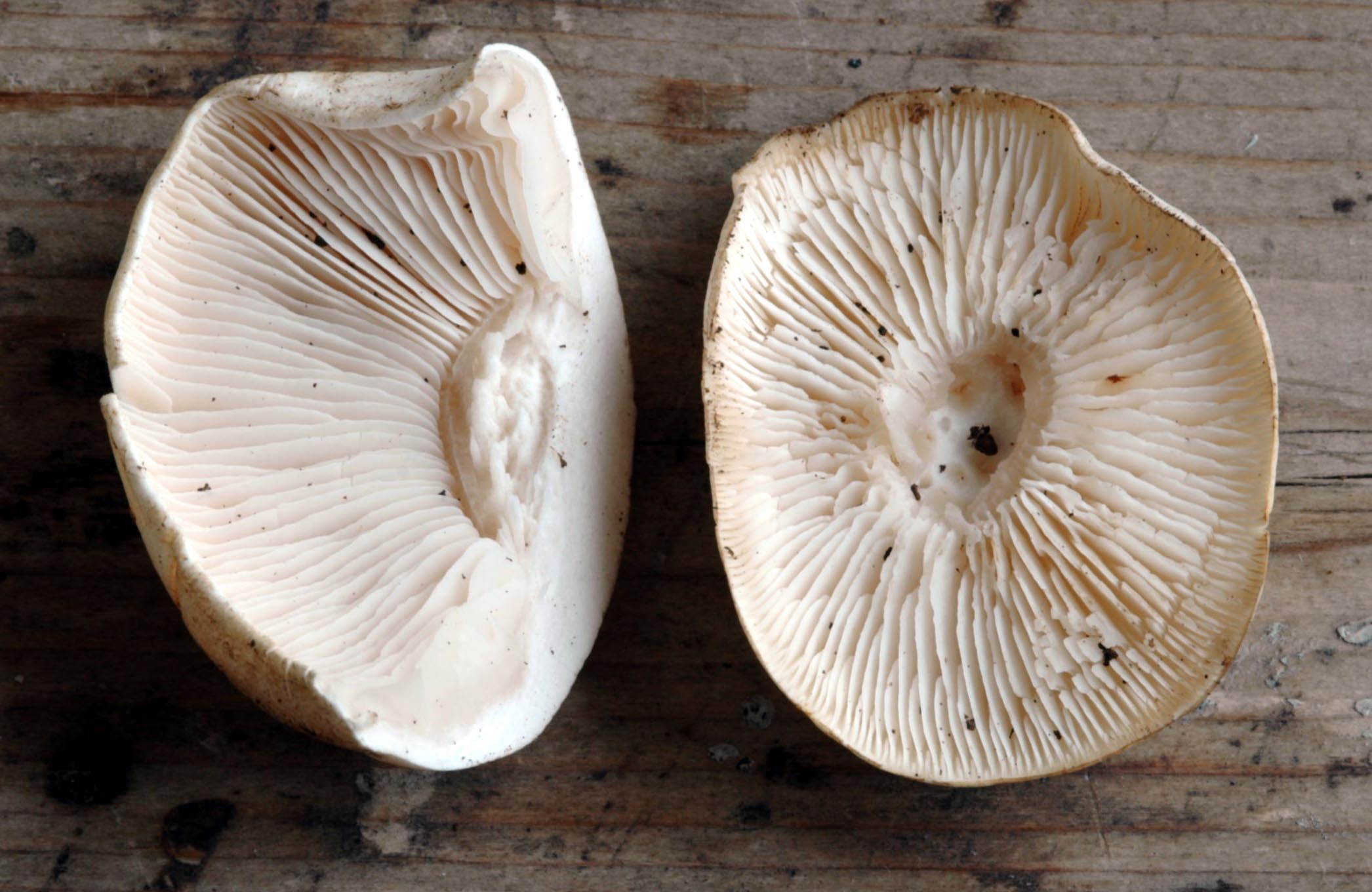Fungo bianco da determinare