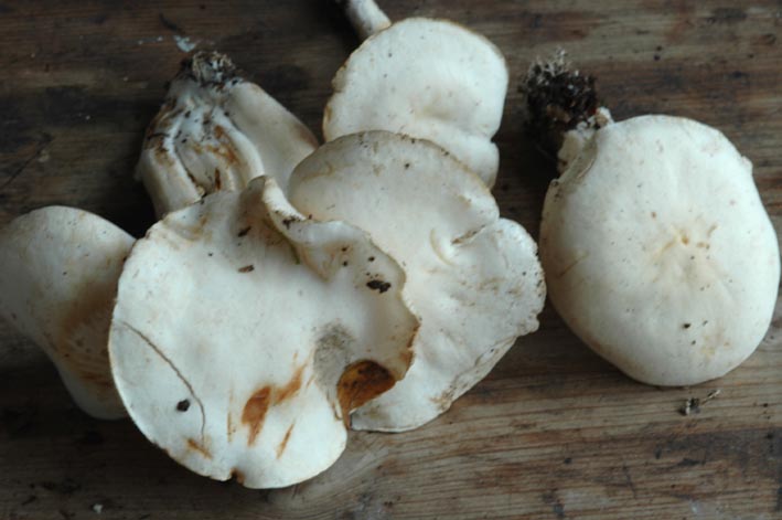 Fungo bianco da determinare