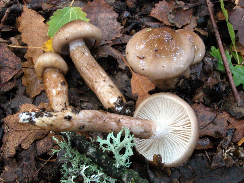 Hygrophorus persoonii (= H. dichrous).