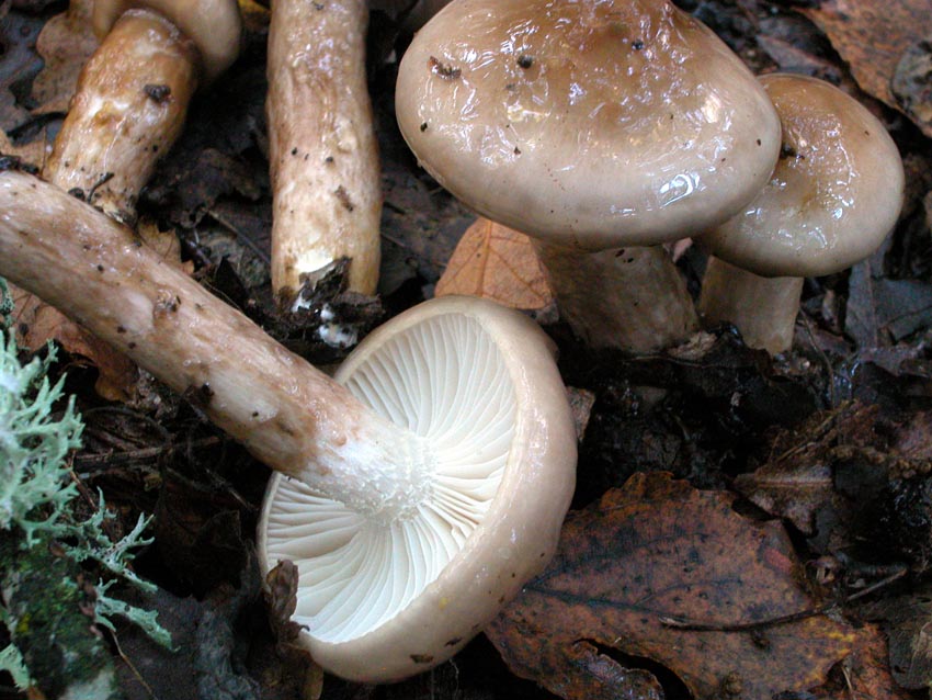 Hygrophorus persoonii (= H. dichrous).