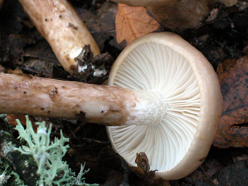 Hygrophorus persoonii (= H. dichrous).