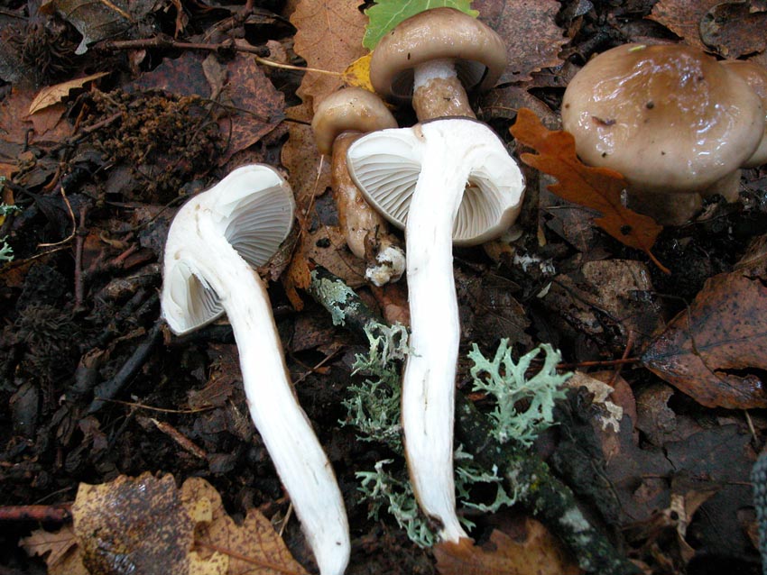 Hygrophorus persoonii (= H. dichrous).