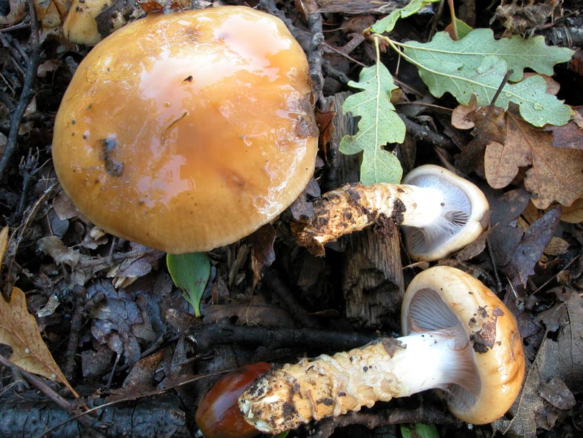 Cortinarius trivialis