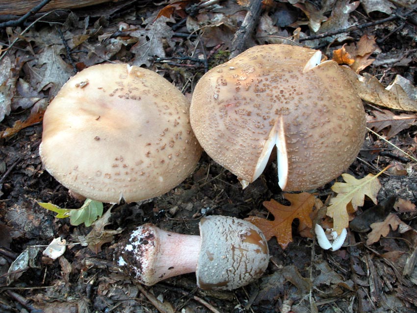 I tanti aspetti della Amanita rubescens