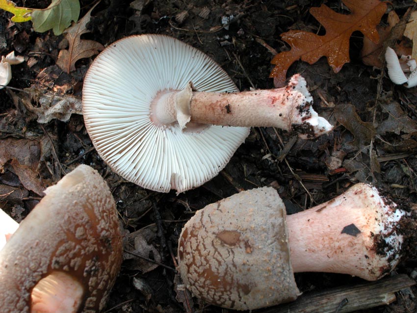 I tanti aspetti della Amanita rubescens