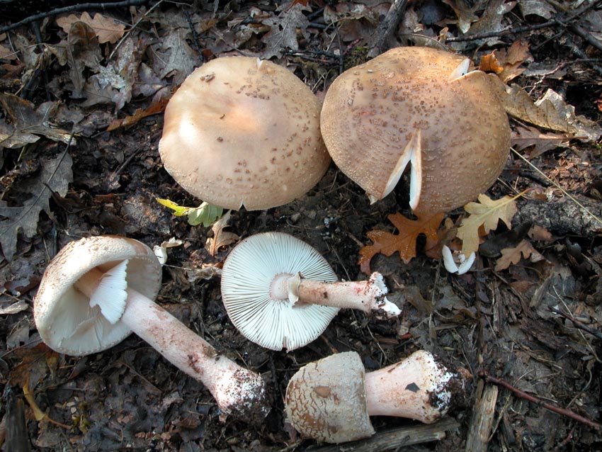 I tanti aspetti della Amanita rubescens