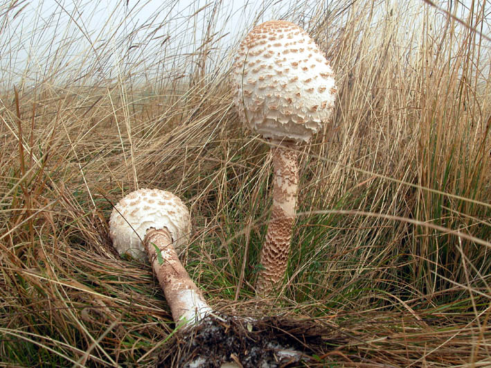 Trovati ieri  1 (Macrolepiota procera)