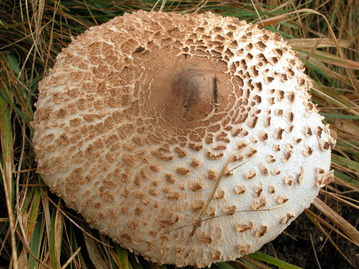 Trovati ieri  1 (Macrolepiota procera)