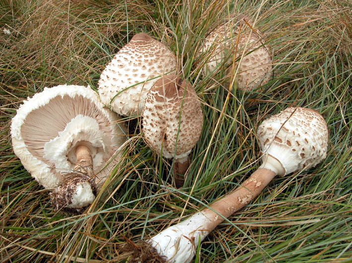 Trovati ieri  1 (Macrolepiota procera)