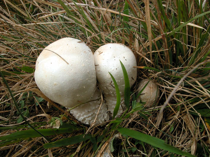 Agaricus sp.